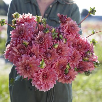 Dahlia décoratif Anne Claire