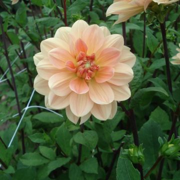 Dahlia nymphéa Apricot Desire