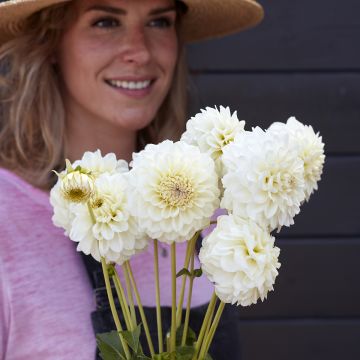 Dahlia décoratif Parasol