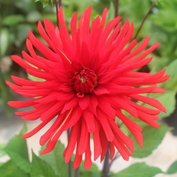 Dahlia Bergers Record