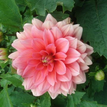 Dahlia nain Berliner Kleene