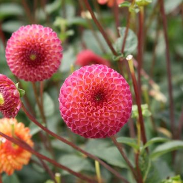 Dahlia Pompon Burlesca