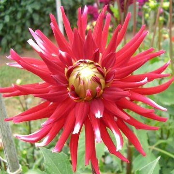 Dahlia cactus Friquolet