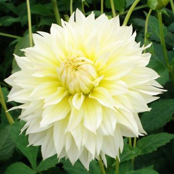 Dahlia fimbriata Canary Fubuki