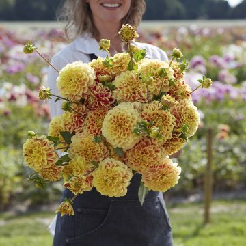 Dahlia décoratif Parasol