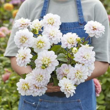 Dahlia décoratif Erna Panzer