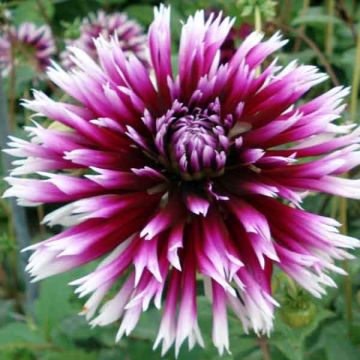 Dahlia Cactus Clair Obscur