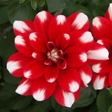 Dahlia décoratif Nagano