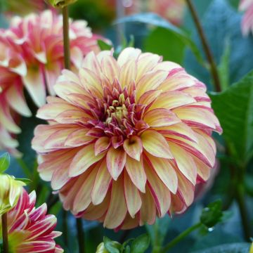 Dahlia décoratif Irish Pinwheel