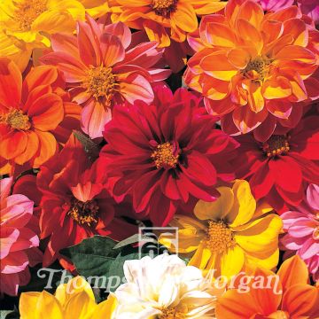 Graines de Dahlia nain Dwarf Mixed