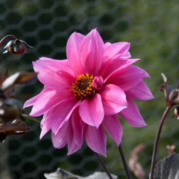 Dahlia Fascination