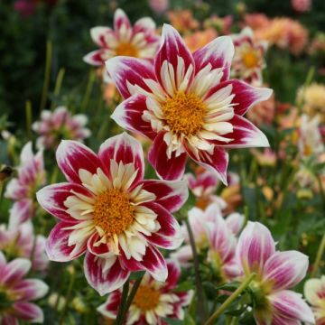 Dahlia collerette Fashion Monger