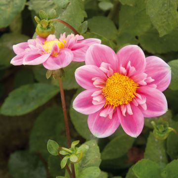 Dahlia collerette Hartenaas