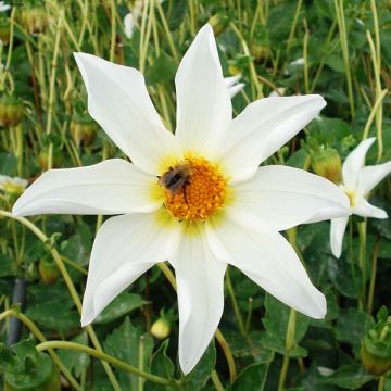 Dahlia Honka Wit Nordstar