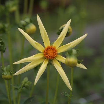 Dahlia Honka Yellow 