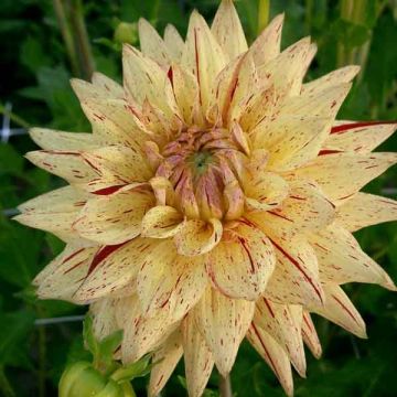 Dahlia semi-cactus Hy Pimento