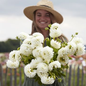 Dahlia balle Quinty