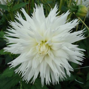 Dahlia cactus dentelle Ice Crystal