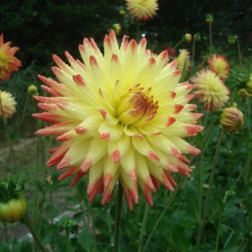 Dahlia semi-cactus Isadora