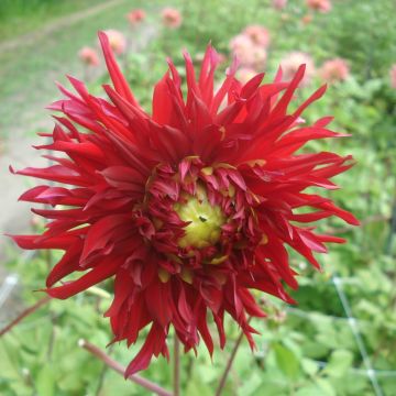 Dahlia cactus dentelle Jaxon