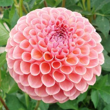 Dahlia balle Jowey Winnie