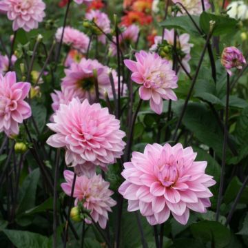 Dahlia décoratif Karma Prospero