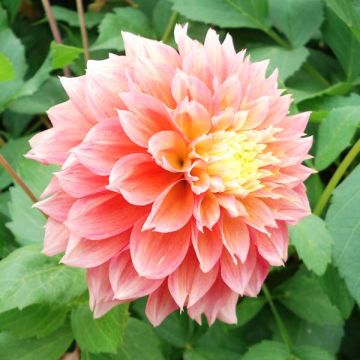 Dahlia fimbriata Kogane Fubuki