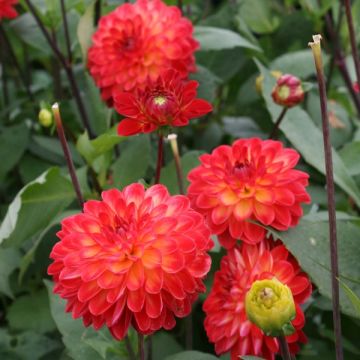 Dahlia décoratif Lovelife