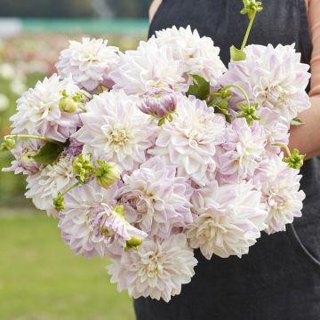 Dahlia décoratif Parasol