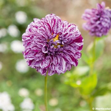 Dahlia balle Marble Ball