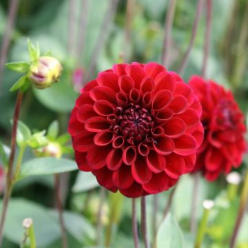 Dahlia Mini Balle Maroon Fox