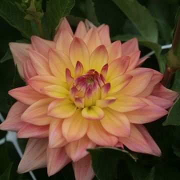 Dahlia nain Melody Dora