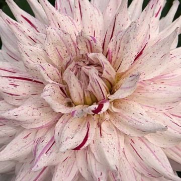 Dahlia semi-cactus Mick's Peppermint