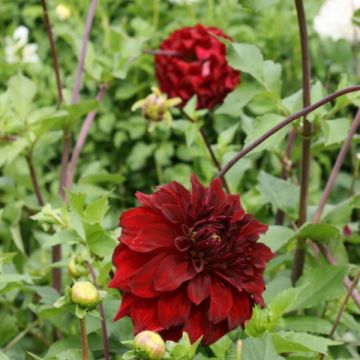 Dahlia géant Mingus Alex
