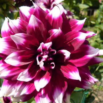 Dahlia décoratif Mystery Day