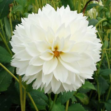 Dahlia Myama Fubiki