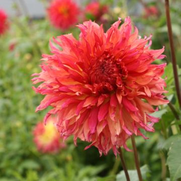 Dahlia géant Myrtle's Folly