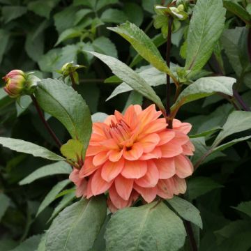 Dahlia décoratif Nicholas