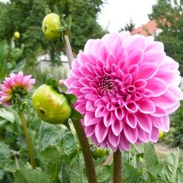 Dahlia balle Pink Sylvia