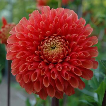 Dahlia Pompon Jowey Linda