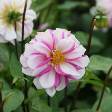 Dahlia Pivoine Priceless Pink