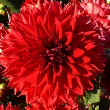 Dahlia fimbriata Red Fubuki