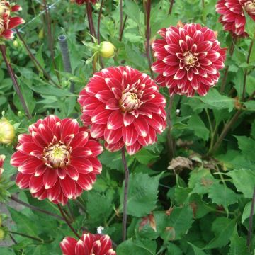 Dahlia Décoratif Red Rock 