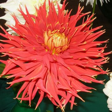 Dahlia Cactus Showntell