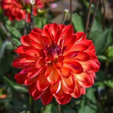 Dahlia décoratif Erna Panzer