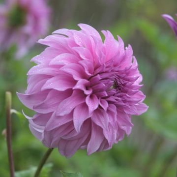 Dahlia géant Vassio Meggos