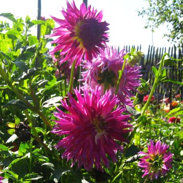 Dahlia semi-cactus Veritable