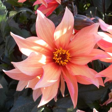 Dahlia paysage Waltzing Mathilda