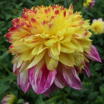 Dahlia à fleur d'anémone Boogie Woogie