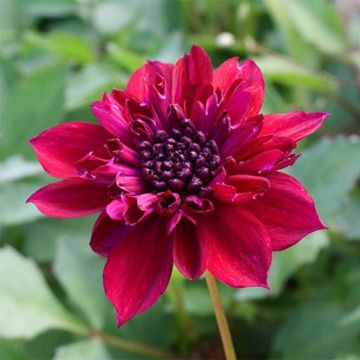 Dahlia anémone Purpinca